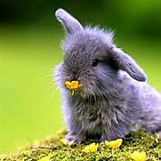 Image result for Show Me a Picture of a Cute Little Bunny