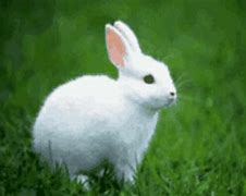 Image result for Cute White Bunny Right Side View