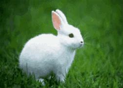 Image result for Extremely Cute Bunny
