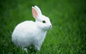 Image result for Cute Bunny Real