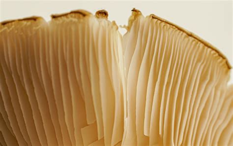 Image result for Interstellar Lab