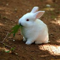 Image result for Baby Bunnies in Spring Time