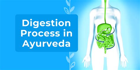 Digestion Process 的图像结果