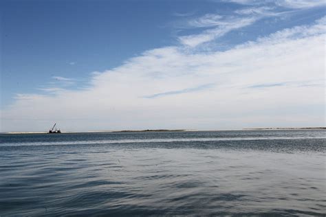 Manatee spotted off Cape Cod, first in nearly a decade
