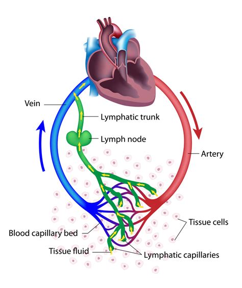 Basic Function of Lymphatic System 的图像结果
