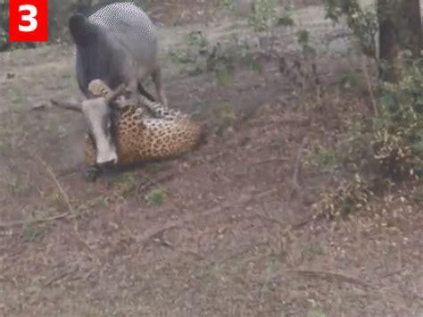 Leopard clings to bull’s neck for 35 seconds; Teachers witness dramatic ...