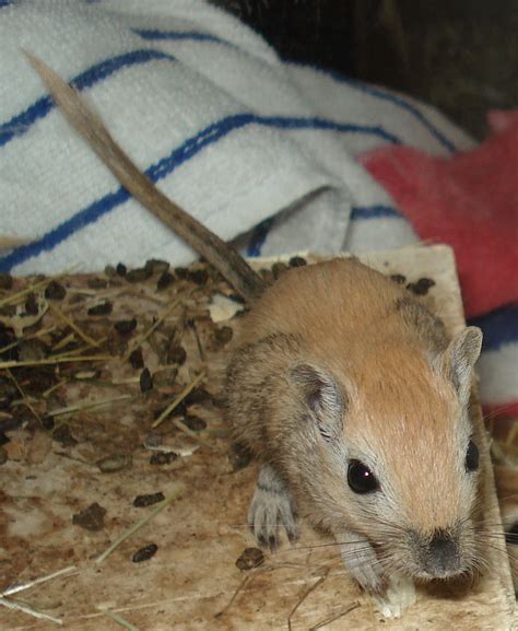 Gerbils Wüstenrennmäuse Thüringen in Arnstadt | Tiere | Kleinanzeigen