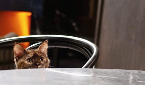 Java Whiskers Logo 的图像结果