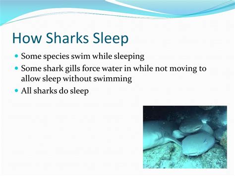 PPT - sharks PowerPoint Presentation, free download - ID:1480835