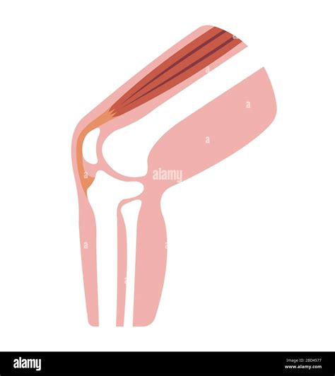 Knee joint section illustration Stock Vector Image & Art - Alamy