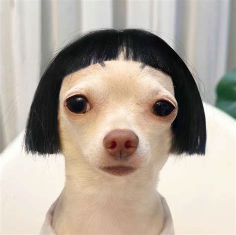 Pin by WITTAWAS THAOJAMPA on Quick saves | Funny dogs, Very cute dogs ...