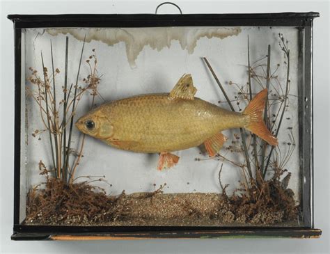 Image result for Sea Shells Prints