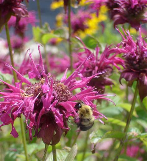 Purple Bee Balm Plant