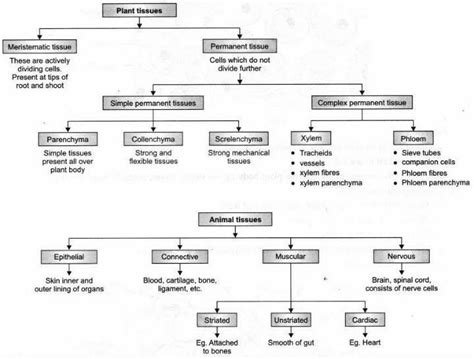 draw classification chart of (a) plant tissues. (b) animal tissues ...