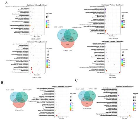 Transcriptomic and Metabolic Profiling Reveal the Mechanism of Ovule ...