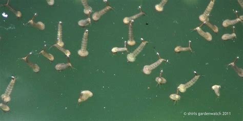 Water Larvae Identification Guide Common Aquatic Insects