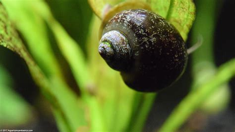 Freshwater Snails: Types Of Aquarium Snails Available In Stores