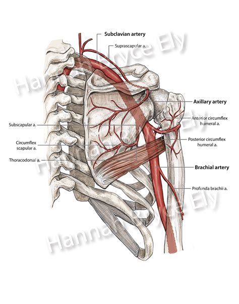 Axillary artery and its branches :: Behance