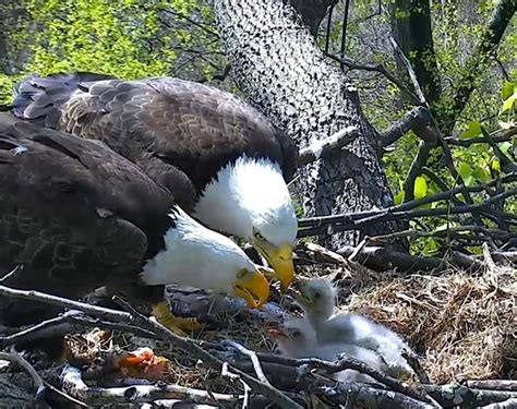 How to suggest names for two baby bald eagles at National Arboretum ...