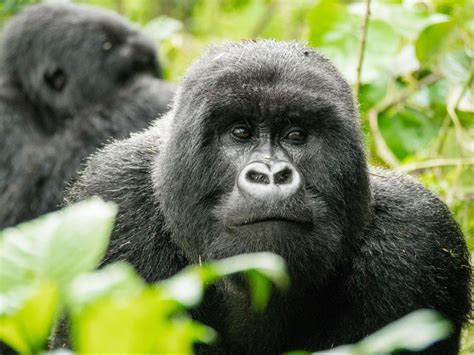 Fun and interesting facts about gorillas you may not know