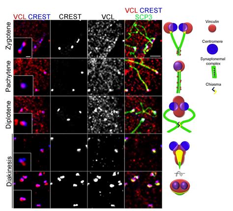 Focal Adhesion Protein Vinculin Is Required for Proper Meiotic ...