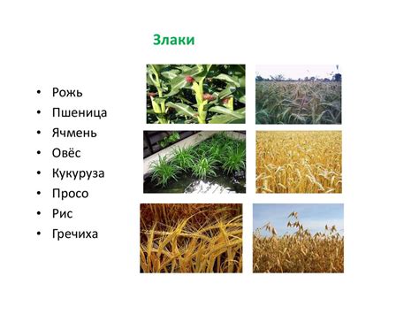 Злаки. Зерновые культуры - презентация онлайн