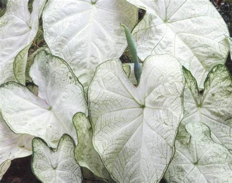 Caladium white veins | Andhra Nursery Farmers Association