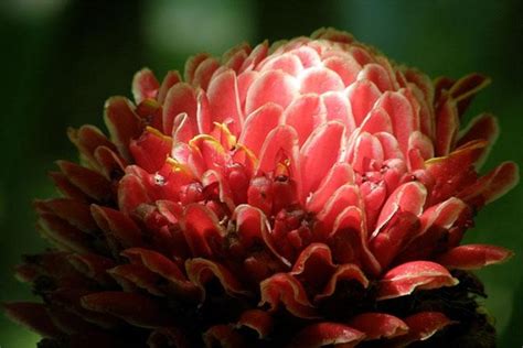 Natural Wonders of Barbados Small-Group or Private Tour with Harrison's ...