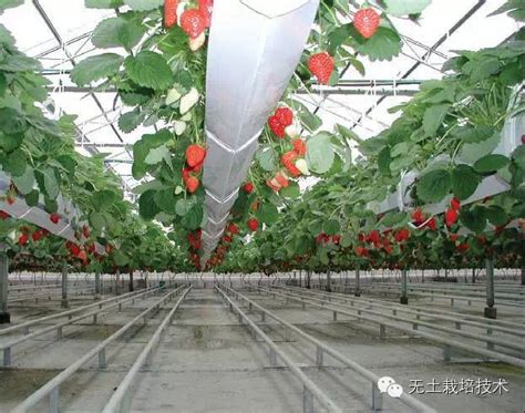 草莓无土栽培的几种模式_生产