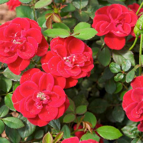 Rosa Hybrida Dwarf Red - Flowering Plants|"Petite Passion: Exploring ...