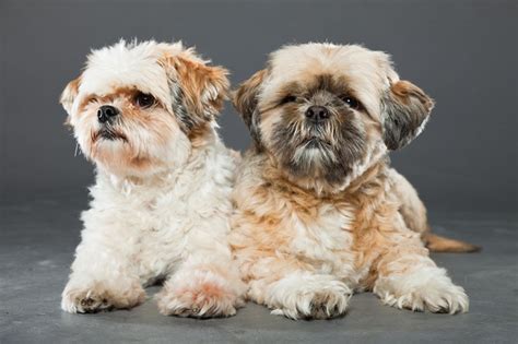 Image result for Cockapoo Shih Tzu