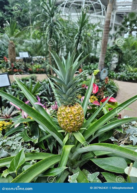 Nashville Indoor Waterfall Tropical River Park Garden Flowers Plants ...