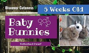 Image result for Baby Dwarf Bunnies