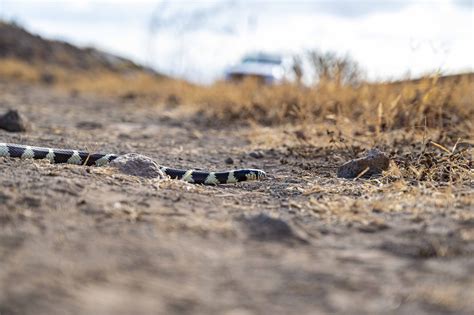 Carmen electra onlyfans leak when I got in touch, she