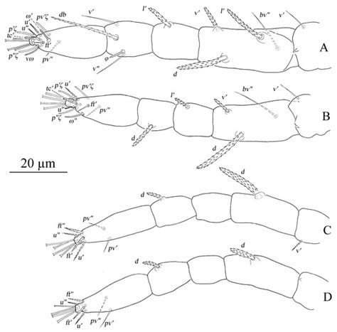 Insects | Special Issue : Mite Nature: Taxonomy, Behavior and Dispersion