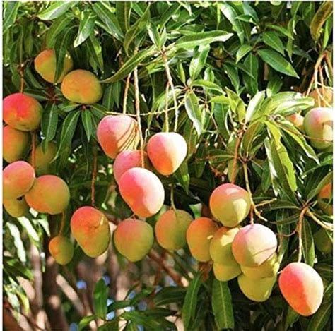 Farmer earns lakhs through coloured mangoes - Nursery Today