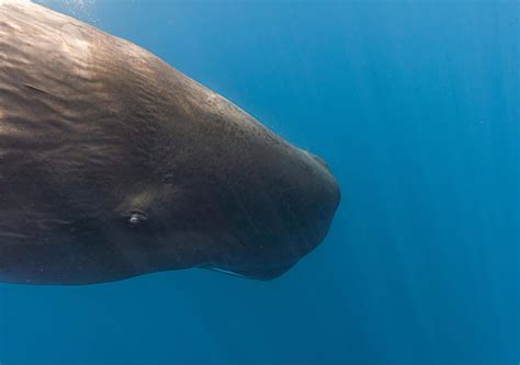 FUN FACTS ABOUT SPERM WHALES - InCabo Travel
