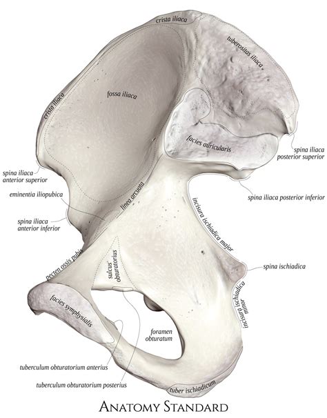 Anatomy Standard - Drawing Hip bone (os coxae): medial view - Latin ...