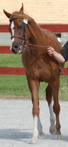 indian Spin Crush code,In the world of mobile gaming