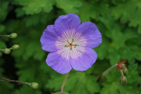 Geranium Rozanne | Emerald Plants