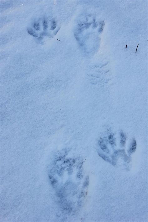 Animal Tracks in the Snow in Western Maine