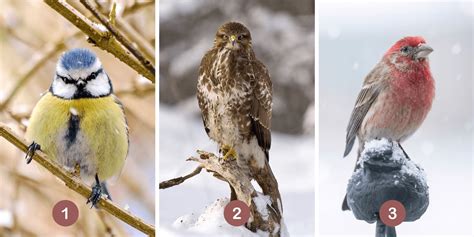 Personality test: What's your inner guide bird? Choose from these 3 ...