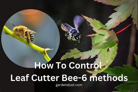 Image result for How to Control Leaf Cutter Bees