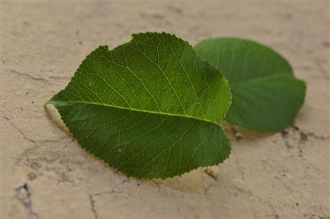 Mahlep - agaclar.net