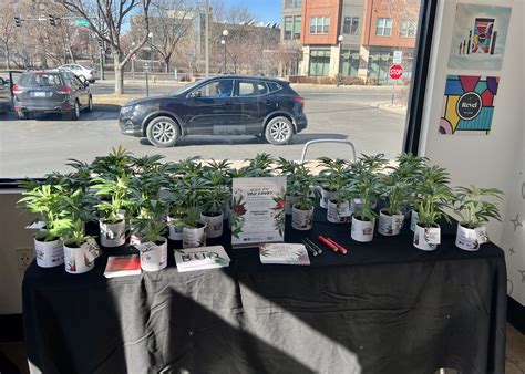 CDOT + Native Roots Pass Out Fake Cannabis Plants on V-Day to Promote Safe