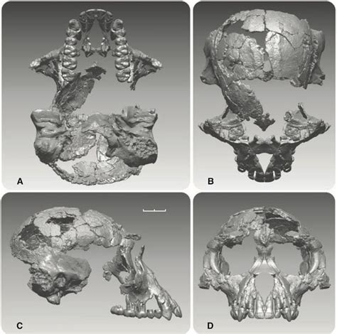 Image result for Ardipithecus Ramidus Fossils