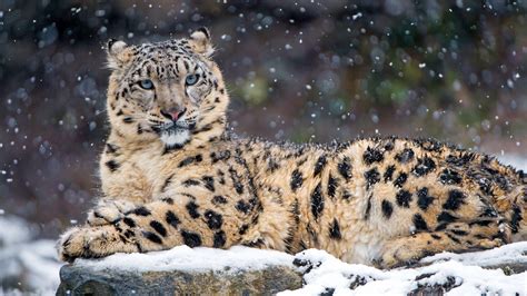 Baby Snow Leopard Wallpapers - Top Free Baby Snow Leopard Backgrounds ...