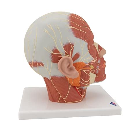 Muscle Head Model Computer Graphics Simulation 的图像结果