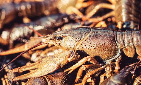 Crawfish vs. Crayfish - A-Z Animals