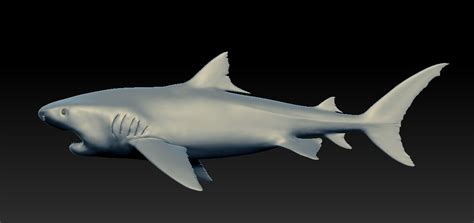 ArtStation - Tigerhead shark | Resources